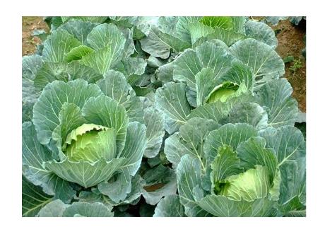 Giáo án Nhà trẻ - Bài thơ Bắp cải xanh