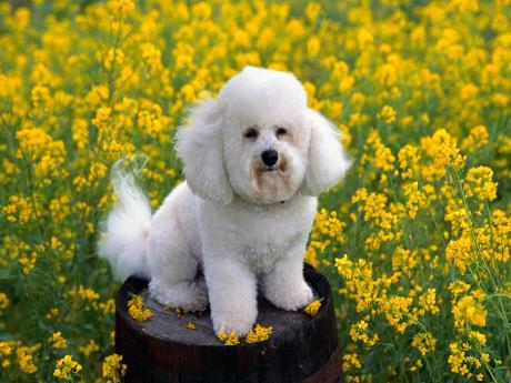 Giáo án Lớp Lá - Ôn so sánh to - Nhỏ của 2 đối tượng